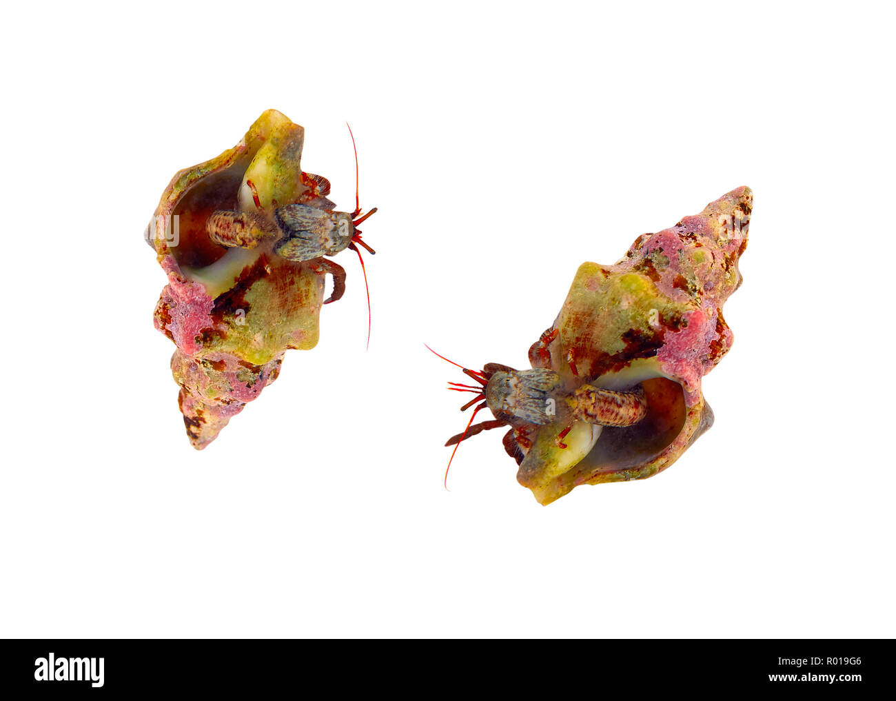 Macro closeup détail Hermit Crab shell sur Banque D'Images