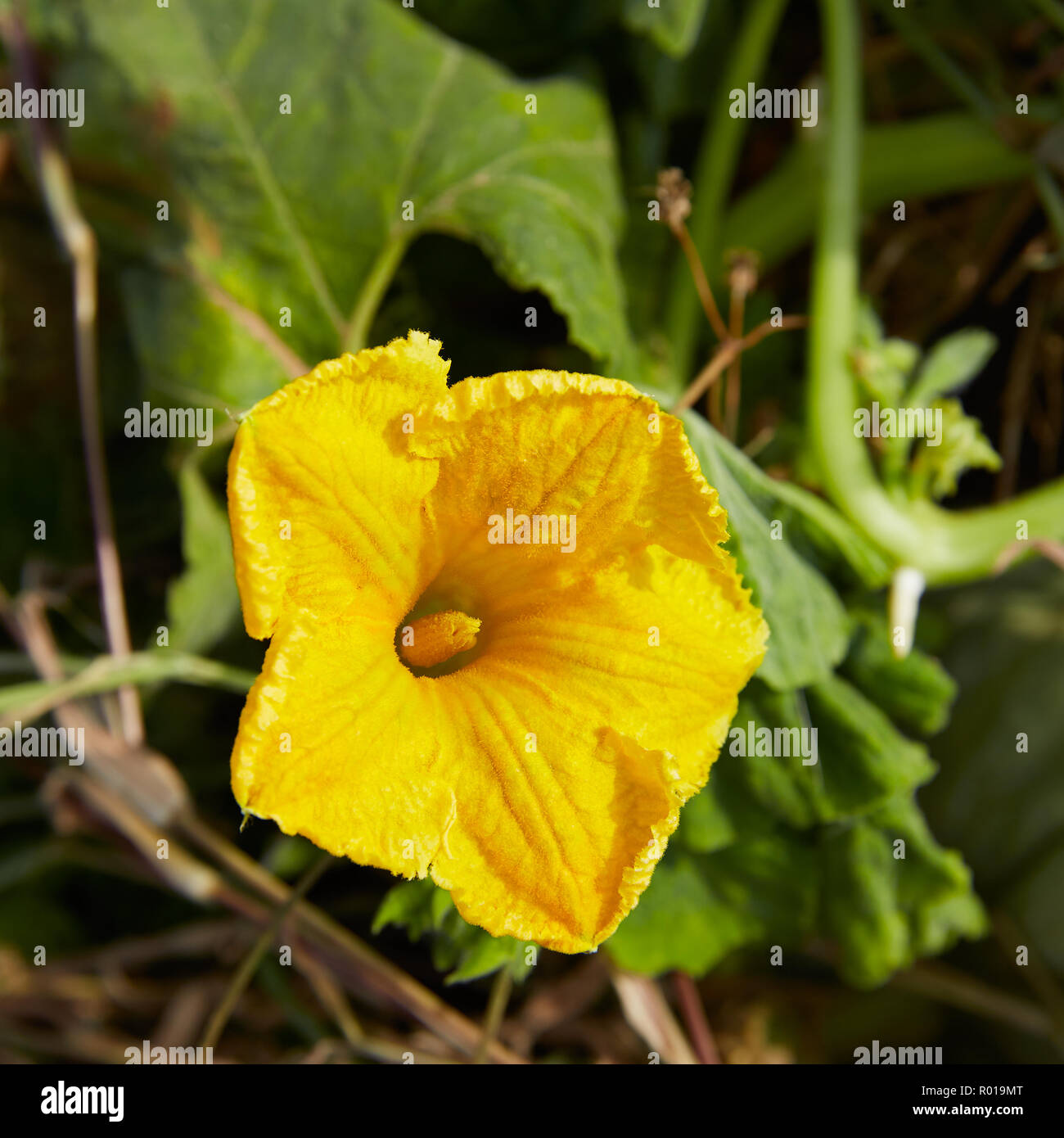 Fleur de potiron jaune gros plan macro de courgettes Banque D'Images