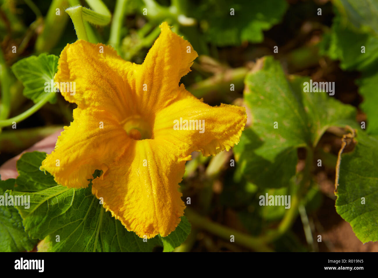 Fleur de potiron jaune gros plan macro de courgettes Banque D'Images