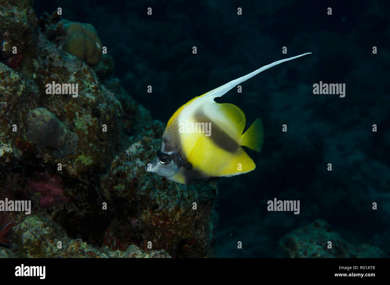 Red Sea Bannerfish, Heniochus intermedius, sur les récifs coralliens, hamata, Red Sea, Egypt Banque D'Images