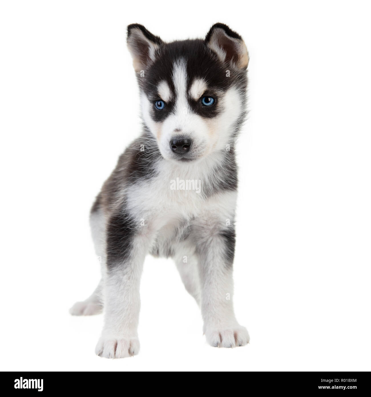 Chiot Husky Sibérien sur un arrière-plan uni, blanc, noir et blanc chien avec les yeux bleus. Banque D'Images