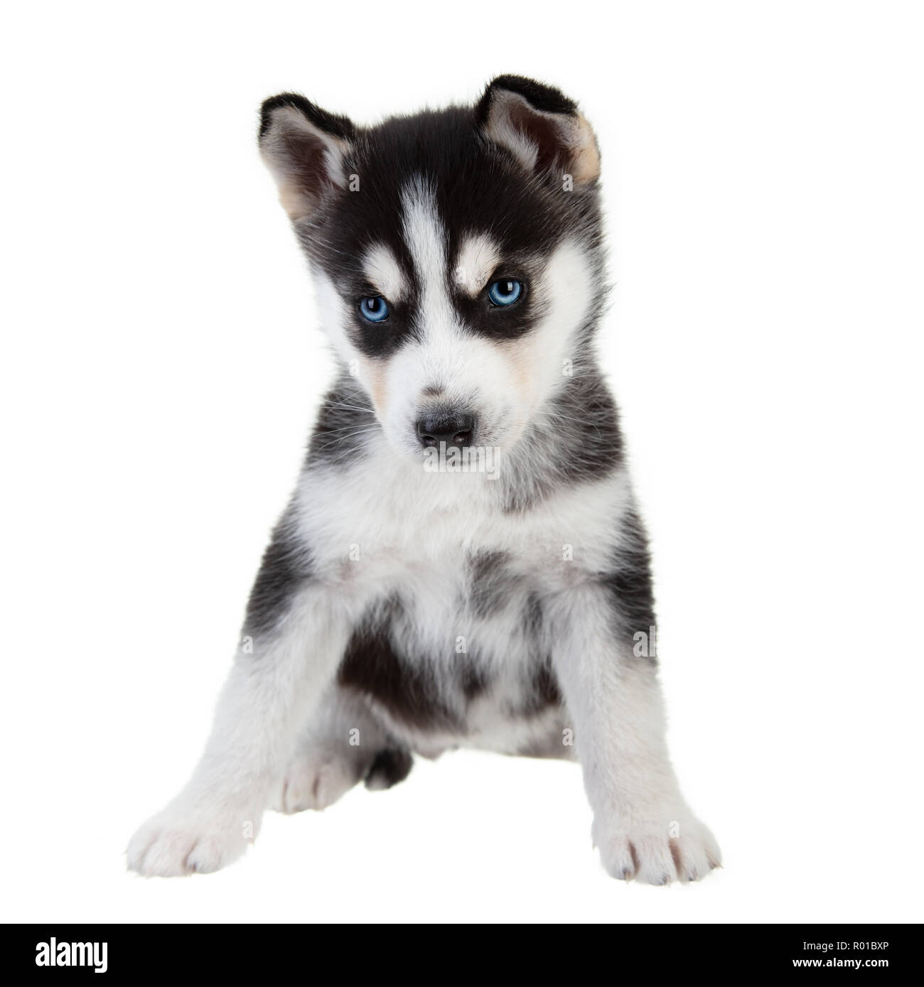 Chiot Husky Sibérien sur un arrière-plan uni, blanc, noir et blanc chien avec les yeux bleus. Banque D'Images