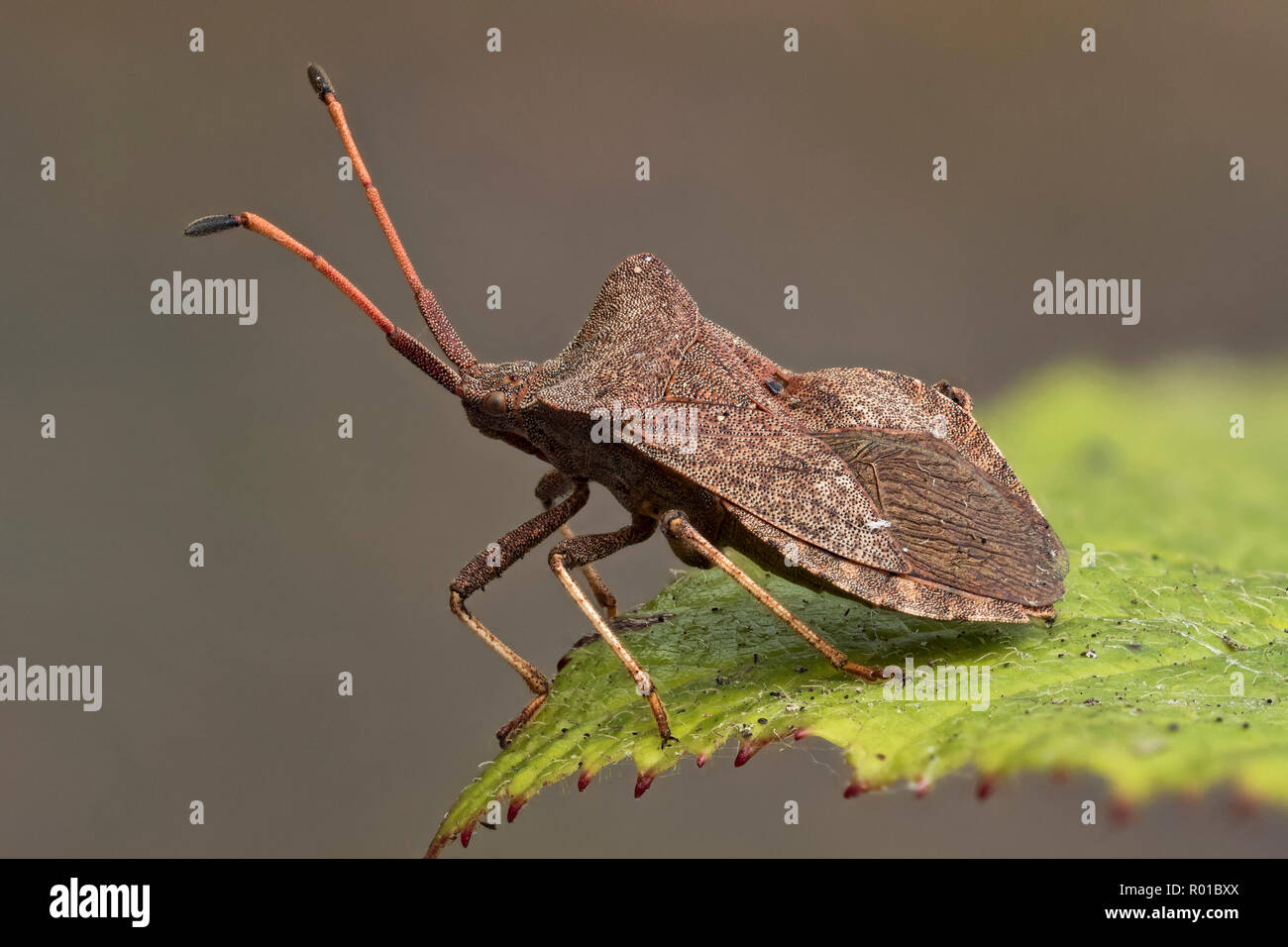 Bug Dock (Coreus marginatus) perché sur bramble feuille. Tipperary, Irlande Banque D'Images