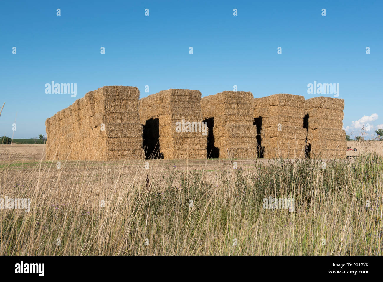 La récolte de foin de l'été dans le sud de l'Ontario. Les balles de foin carrés superposés attendent d'être prises pour la ferme. Banque D'Images