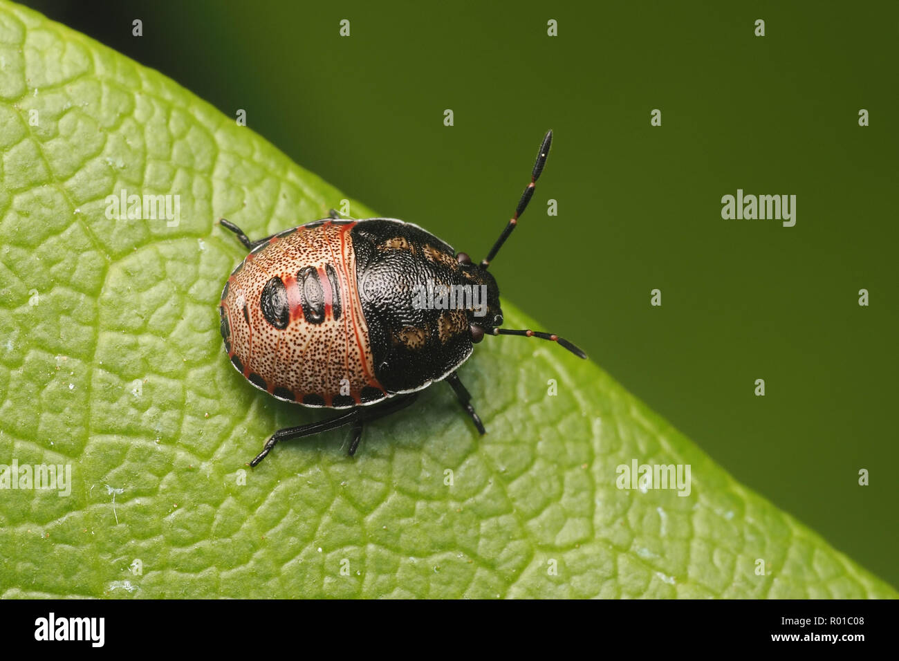 L'ajonc Shieldbug Piezodorus lituratus (nymphe) reposant sur des feuilles de rhododendron. Tipperary, Irlande Banque D'Images