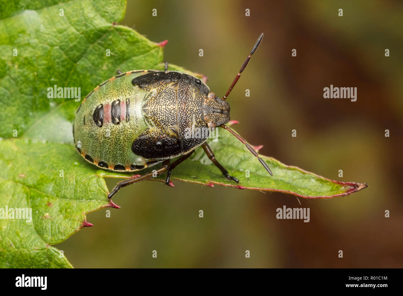 L'ajonc Shieldbug Piezodorus lituratus (nymphe) perché sur le bord de feuille de ronce. Tipperary, Irlande Banque D'Images