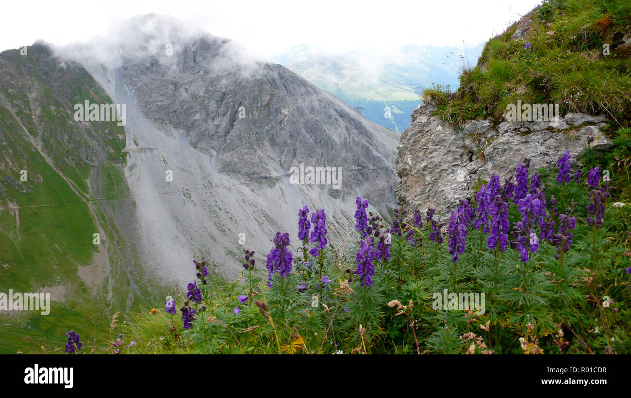 Sentier pédestre et tunnel sur une montagne escarpée face haut dans les Alpes de Suisse avec pourpre fleurs sauvages en premier plan Banque D'Images