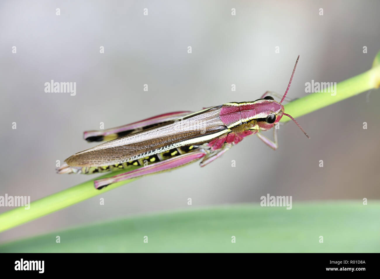 Le criquet, Stethophyma grossum Banque D'Images
