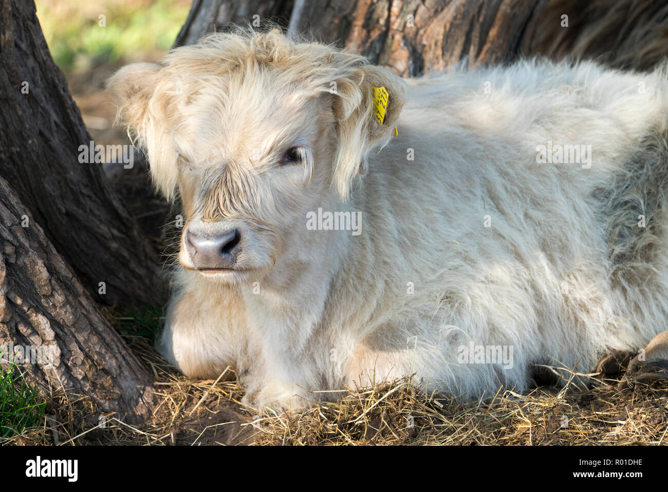 Oberweser, Highland cattle, Weser Uplands, Thuringe, Hesse, Allemagne Banque D'Images