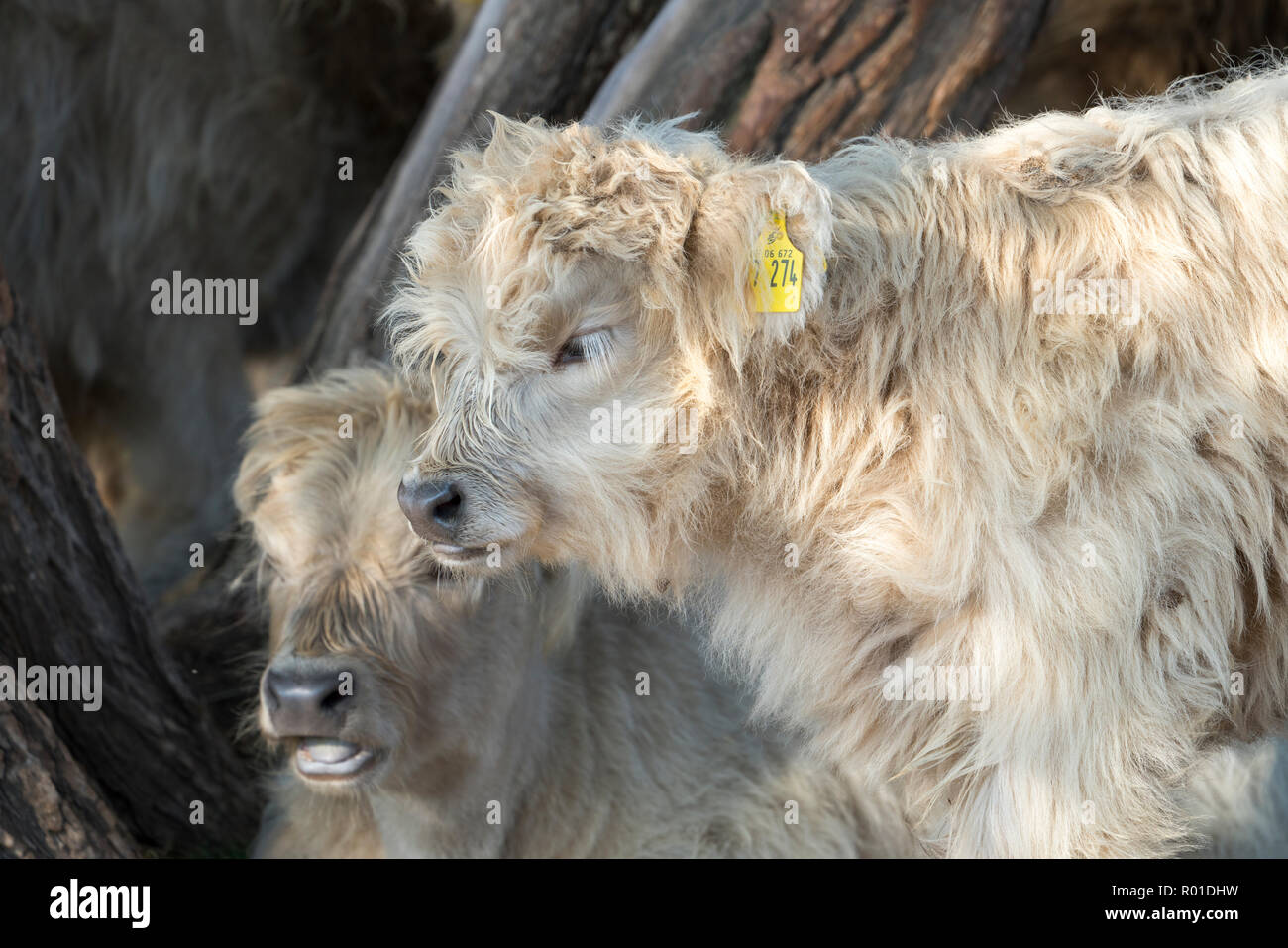 Oberweser, Highland cattle, Weser Uplands, Thuringe, Hesse, Allemagne Banque D'Images