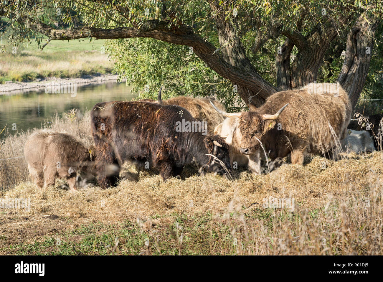 Oberweser, Highland cattle, Weser Uplands, Thuringe, Hesse, Allemagne Banque D'Images