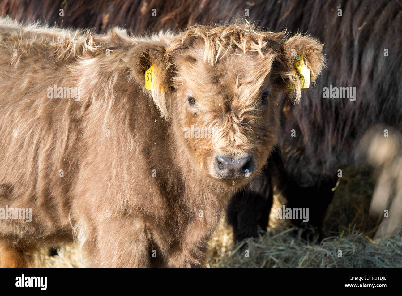 Oberweser, Highland cattle, Weser Uplands, Thuringe, Hesse, Allemagne Banque D'Images
