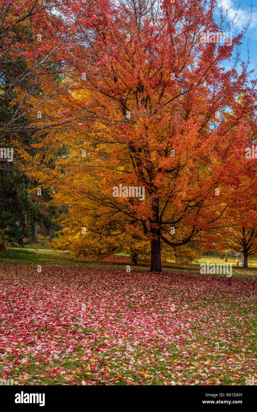 Décor de l'automne à l'Arboretum Finch, Spokane, Washington, USA Banque D'Images