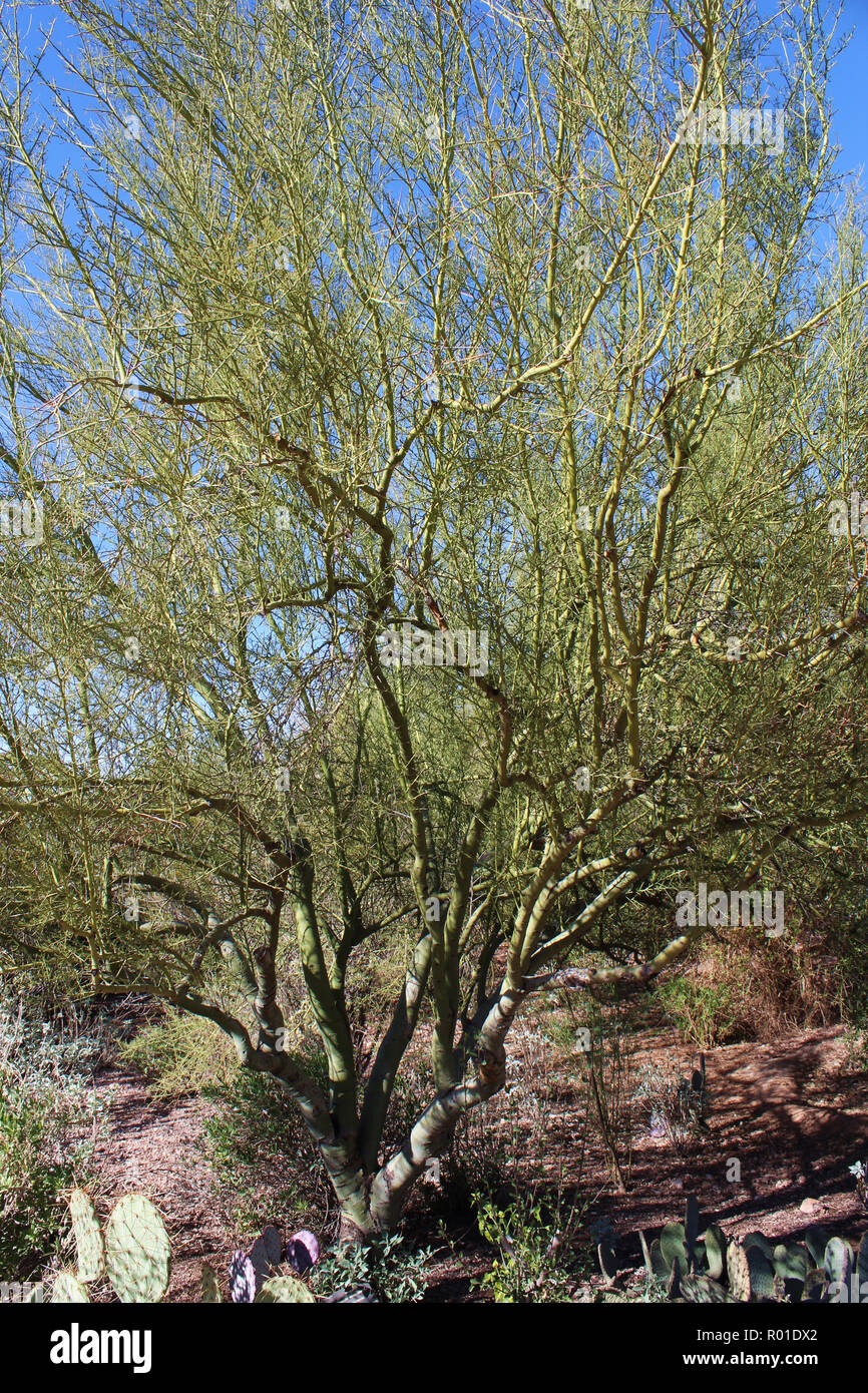 Un pied d'arbre Palo Verde, Parkinsonia microphylla, entouré de plantes du désert dans le désert de l'Arizona, USA Banque D'Images