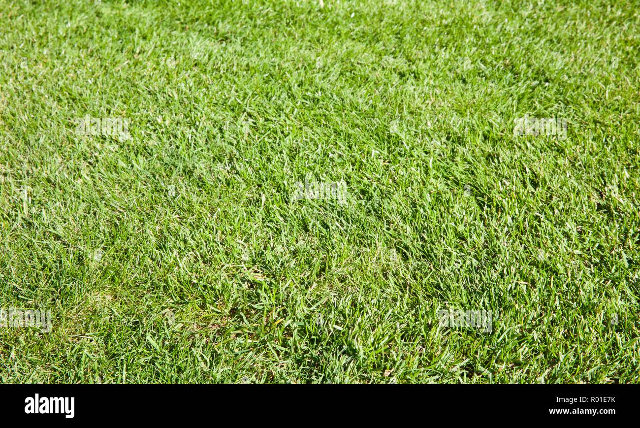 Fond d'herbe verte Banque D'Images