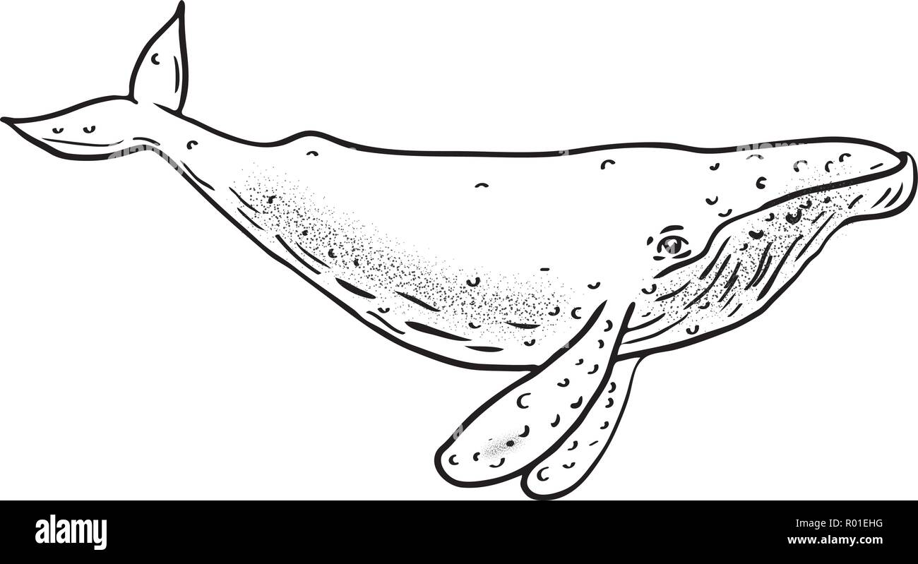 Croquis dessin illustration de style d'une baleine à bosse, une espèce de baleine à fanons, distinctive, avec de longues nageoires pectorales et dite nodulaire en tête Illustration de Vecteur