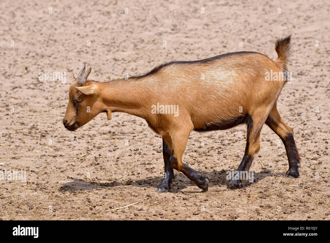 Chèvre brune (Capra aegagrus) la marche et vu de profil Banque D'Images