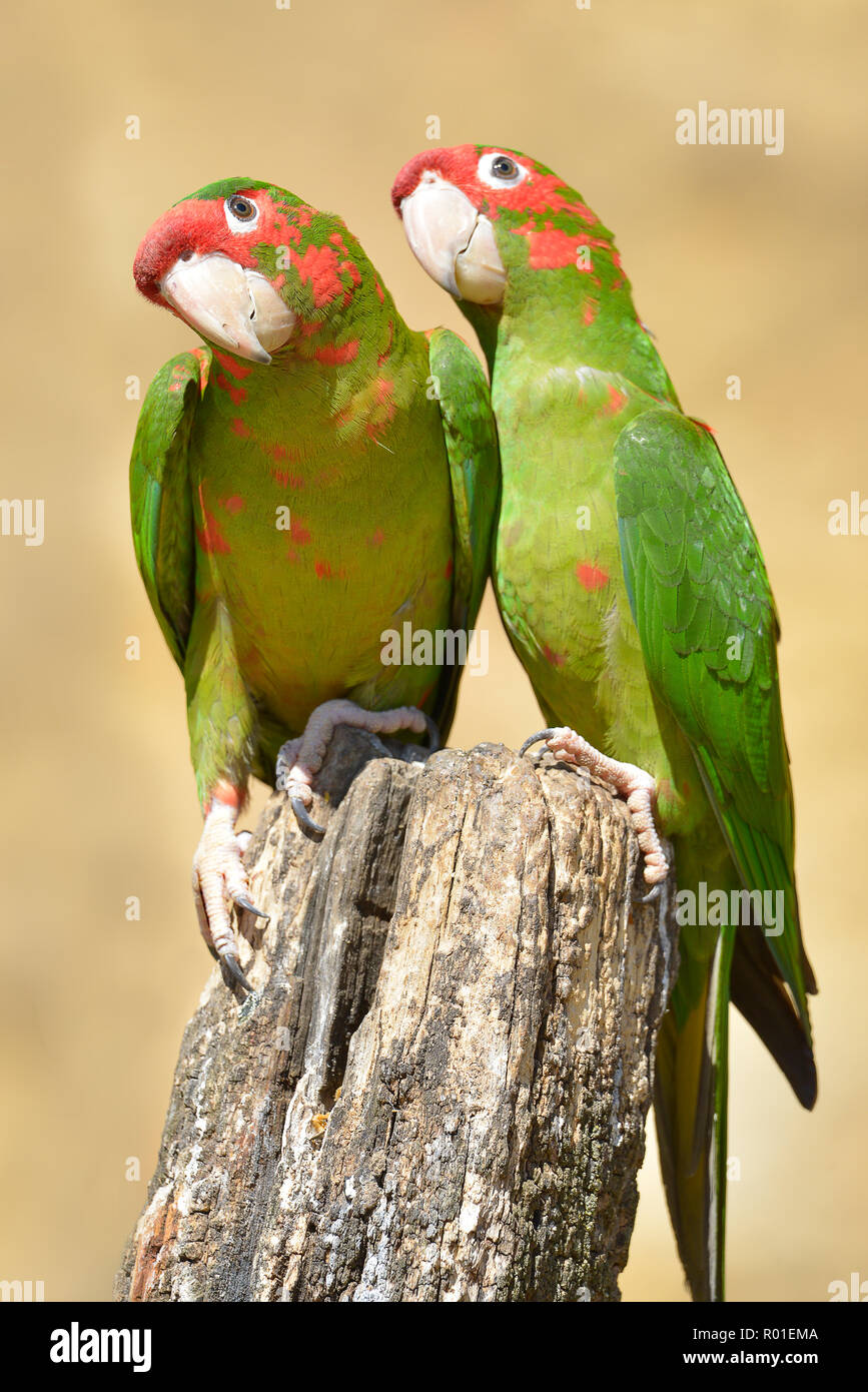 Deux perruches, assemblé à onglet ou Aratinga mitrata Psittacara mitratus, sur la photographie à bois Banque D'Images