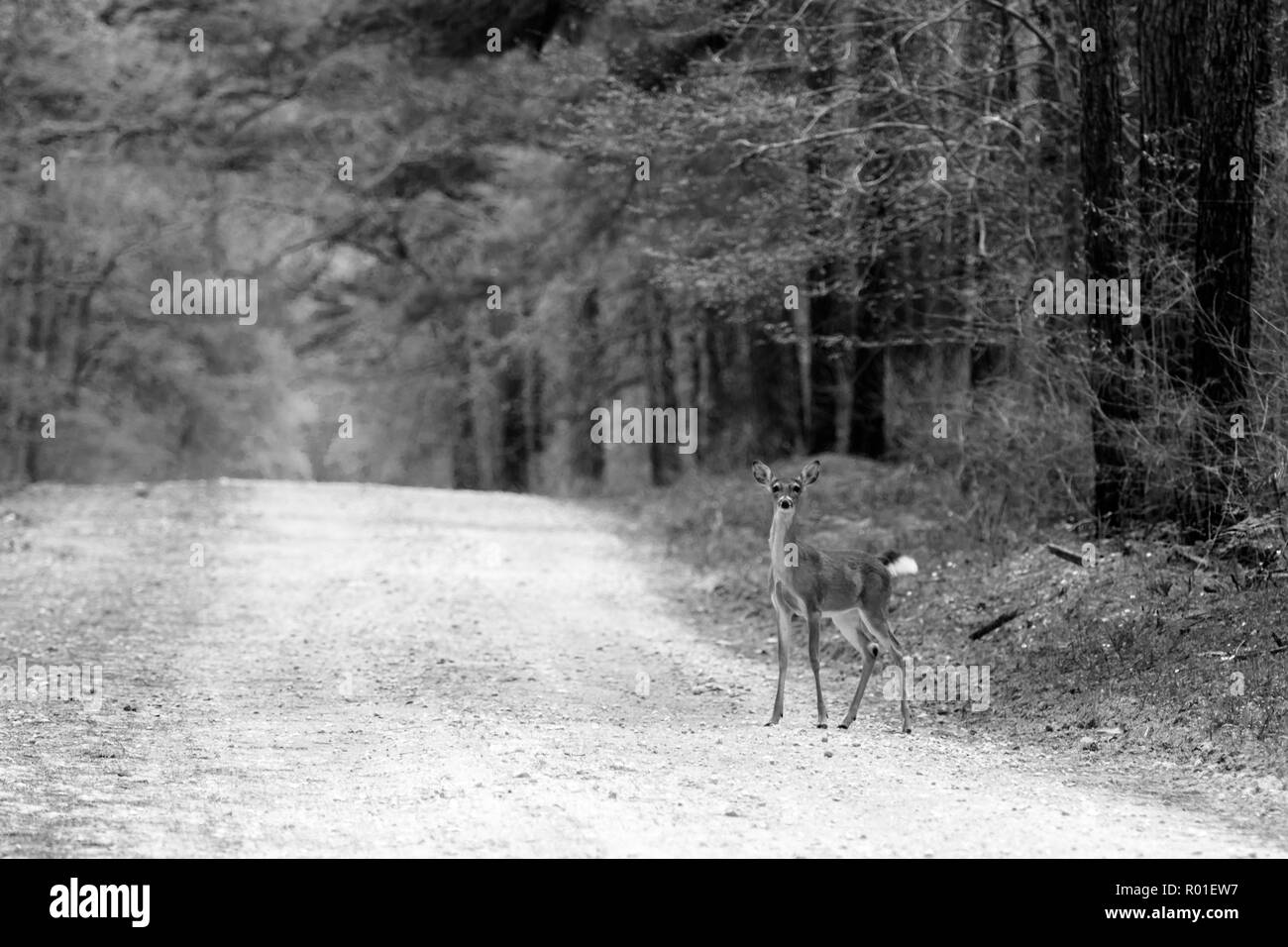 Les jeunes curieux cerfs dans la forêt. Banque D'Images