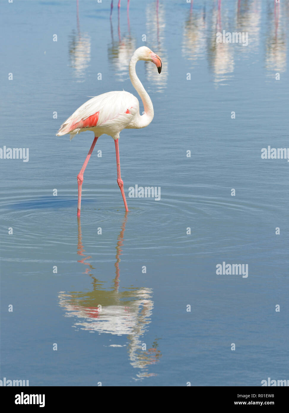 Flamant rose (Phoenicopterus ruber) marcher dans l'eau avec de grandes réflexion vu de profil, dans la Camargue est une région naturelle située au sud d'Arles, Fr Banque D'Images