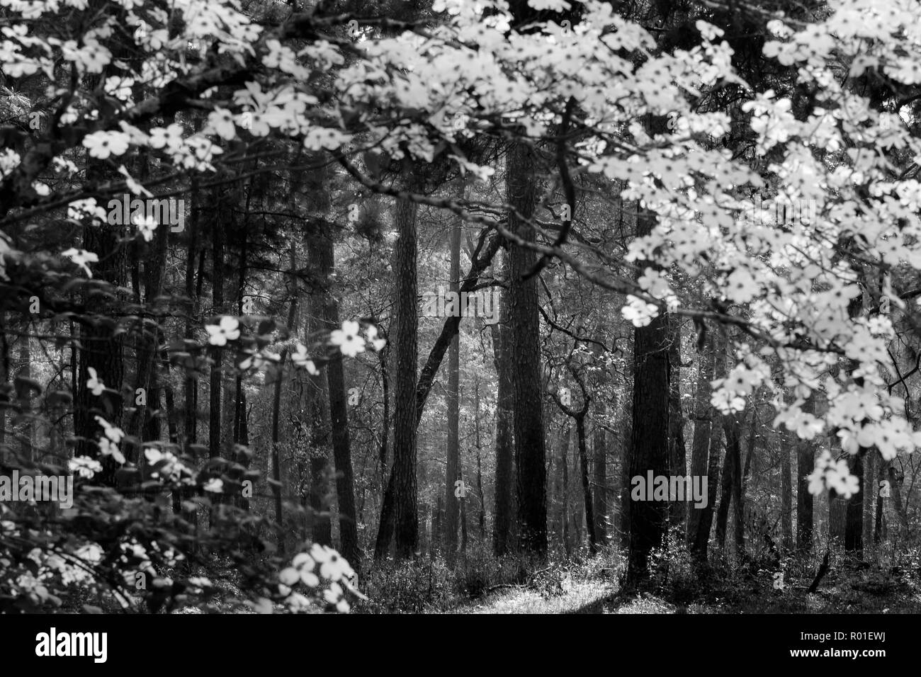 Scène encadrée de fleurs de la forêt en noir et blanc. Banque D'Images