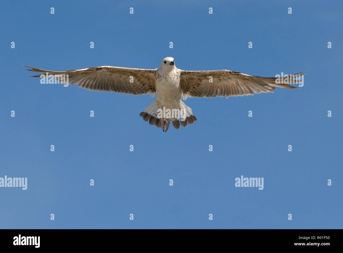 Juvenile yellow-legged Gull (Larus michahellis) en vol vu de belove,en Camargue, une région naturelle située au sud d'Arles, France, Banque D'Images