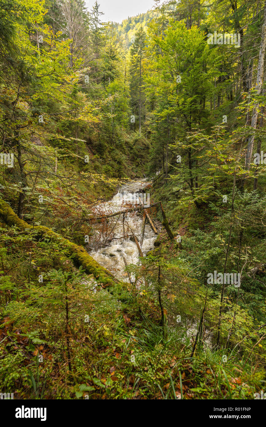 Torrent qui traverse le bois, Wallgau, Bavière, Allemagne Banque D'Images