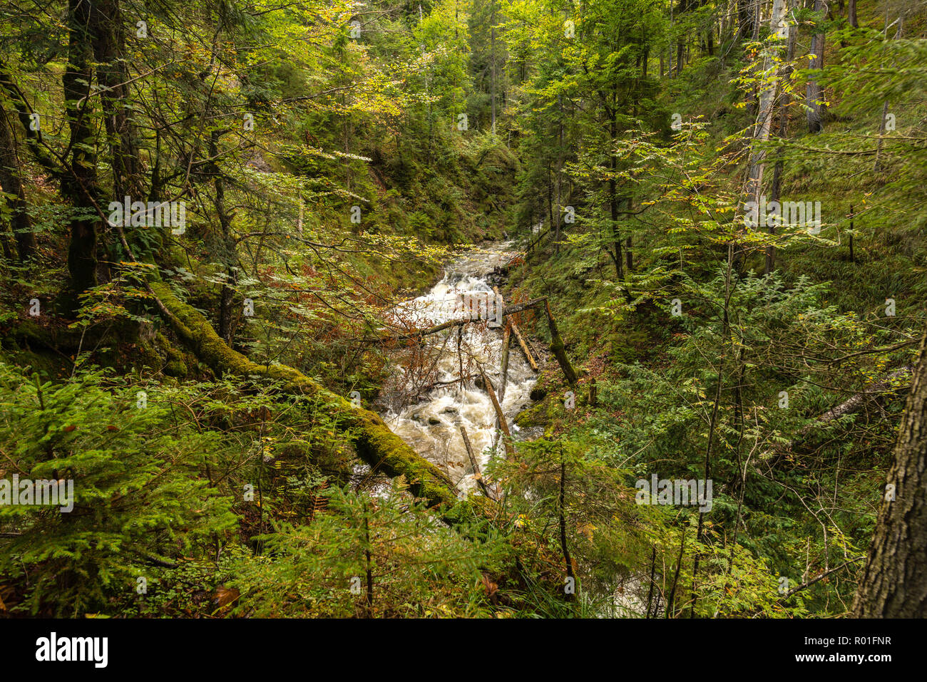Torrent qui traverse le bois, Wallgau, Bavière, Allemagne Banque D'Images