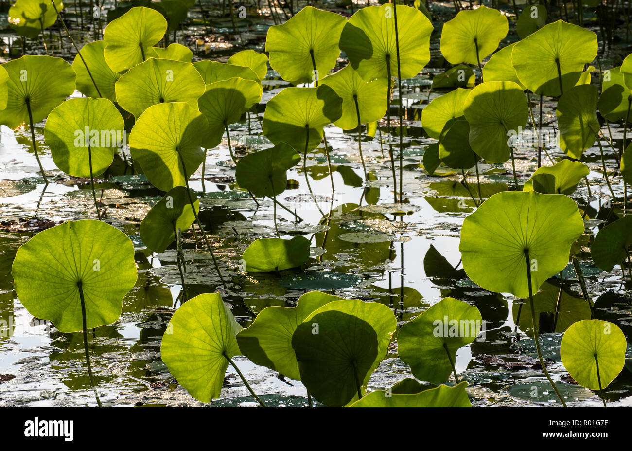 Lotus (Nelumbo lutea), Michigan, USA, par Bruce Montagne/Dembinsky Assoc Photo Banque D'Images
