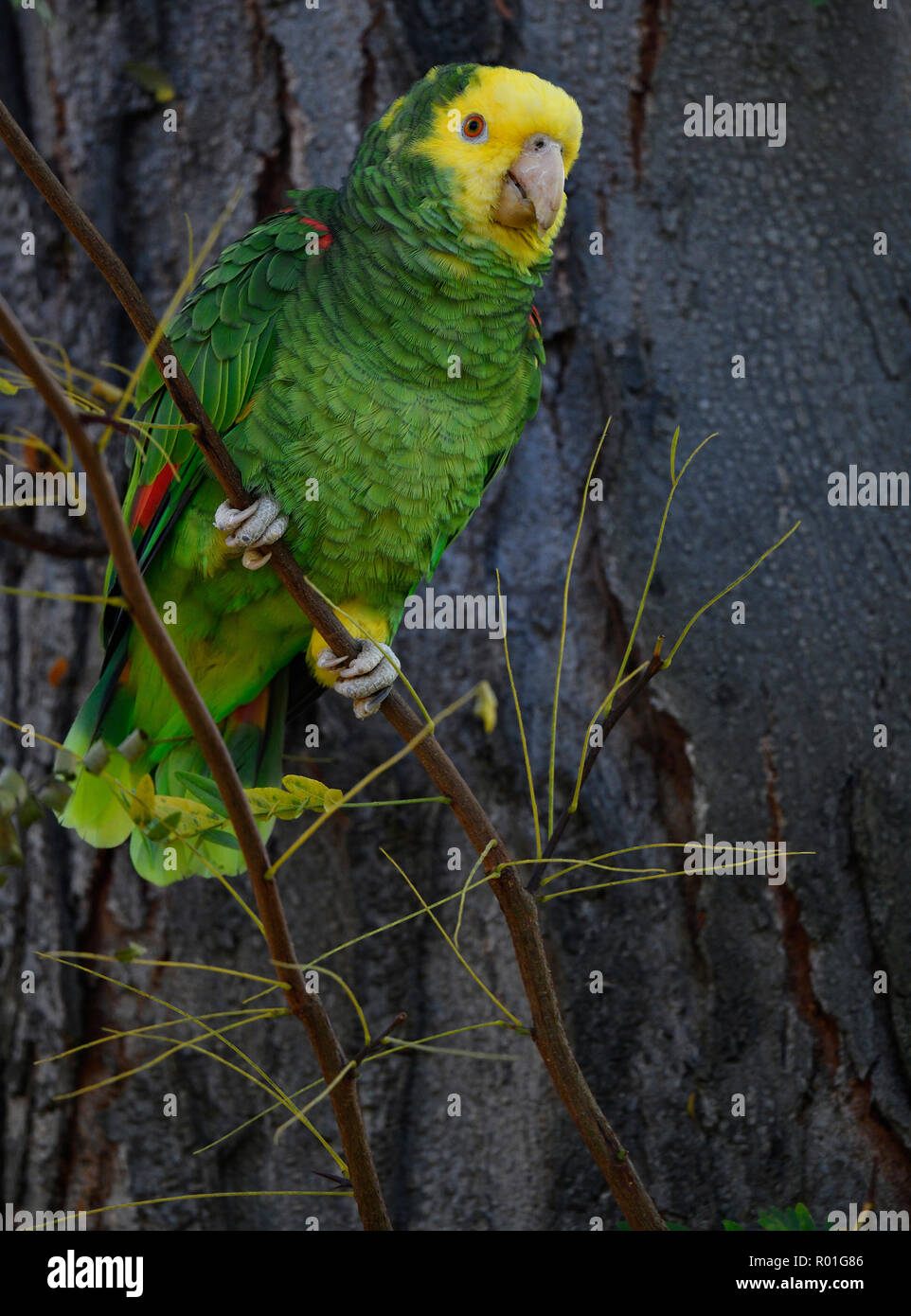 Amazone à tête jaune (Amazona ochrocephala), population à Cannstatt, Stuttgart, Bade-Wurtemberg, Allemagne Banque D'Images