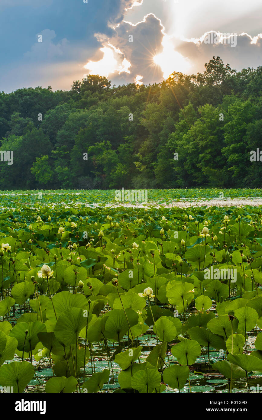 Lotus (Nelumbo lutea), Michigan, USA, par Bruce Montagne/Dembinsky Assoc Photo Banque D'Images