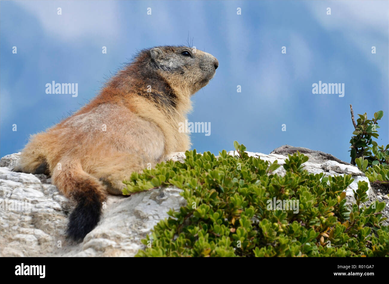 Marmotte des Alpes (Marmota marmota) sur le rocher, dans les Alpes françaises, Savoie à La Plagne Banque D'Images