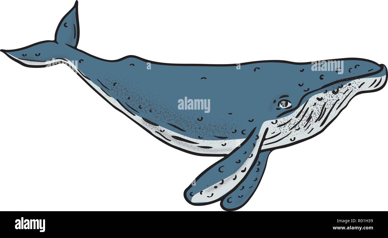 Nageoire pectorale Banque d'images vectorielles - Alamy
