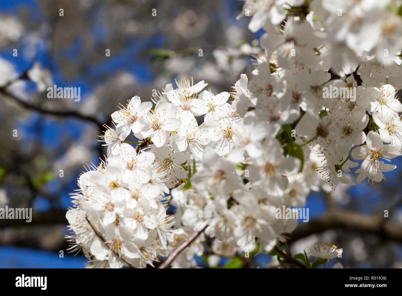 Une Grande Grappe De Fleurs Blanches Sur Les Branches De L