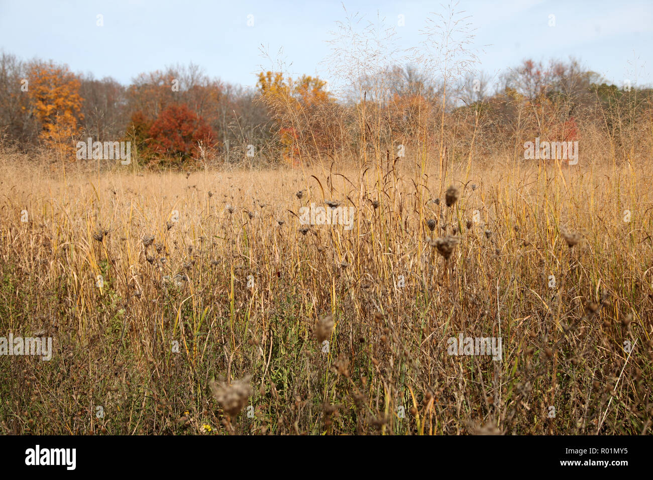 Champ d'herbe d'automne Storm King Art Center, Mountainville, Orange County, New York Banque D'Images Champ d'herbe d'automne Storm King Art Center, Mountainville, Orange County, New York Banque D'Images