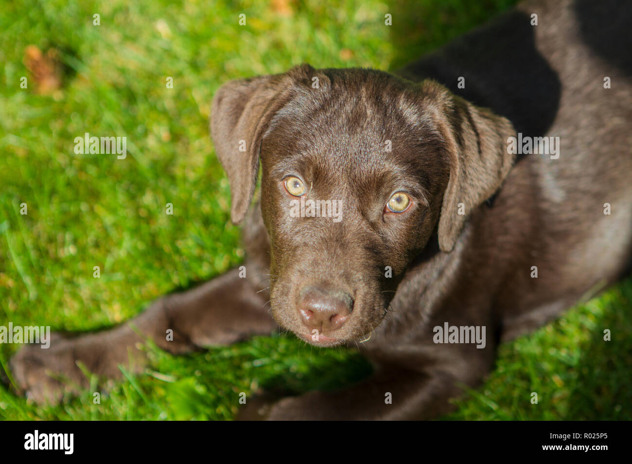 Adorable Chiot Lab Chocalate, jusqu'à avec expression mignon, à huis clos, à l'extérieur. Banque D'Images
