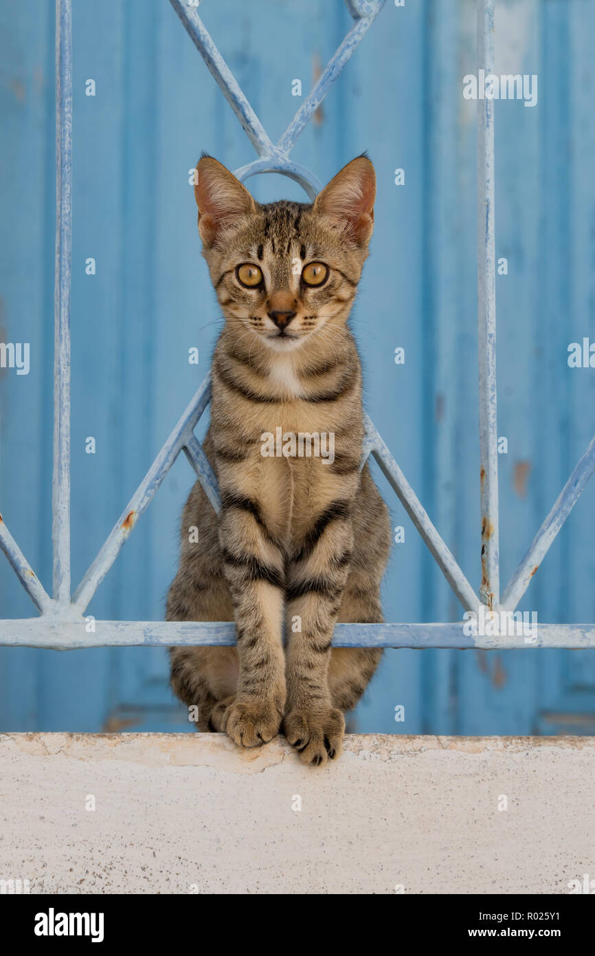 Jeune chat tigré assis sur un mur avec une clôture en fer forgé devant une porte en bois bleu et à la curiosité, de la mer Égée, Grèce, Europe Banque D'Images