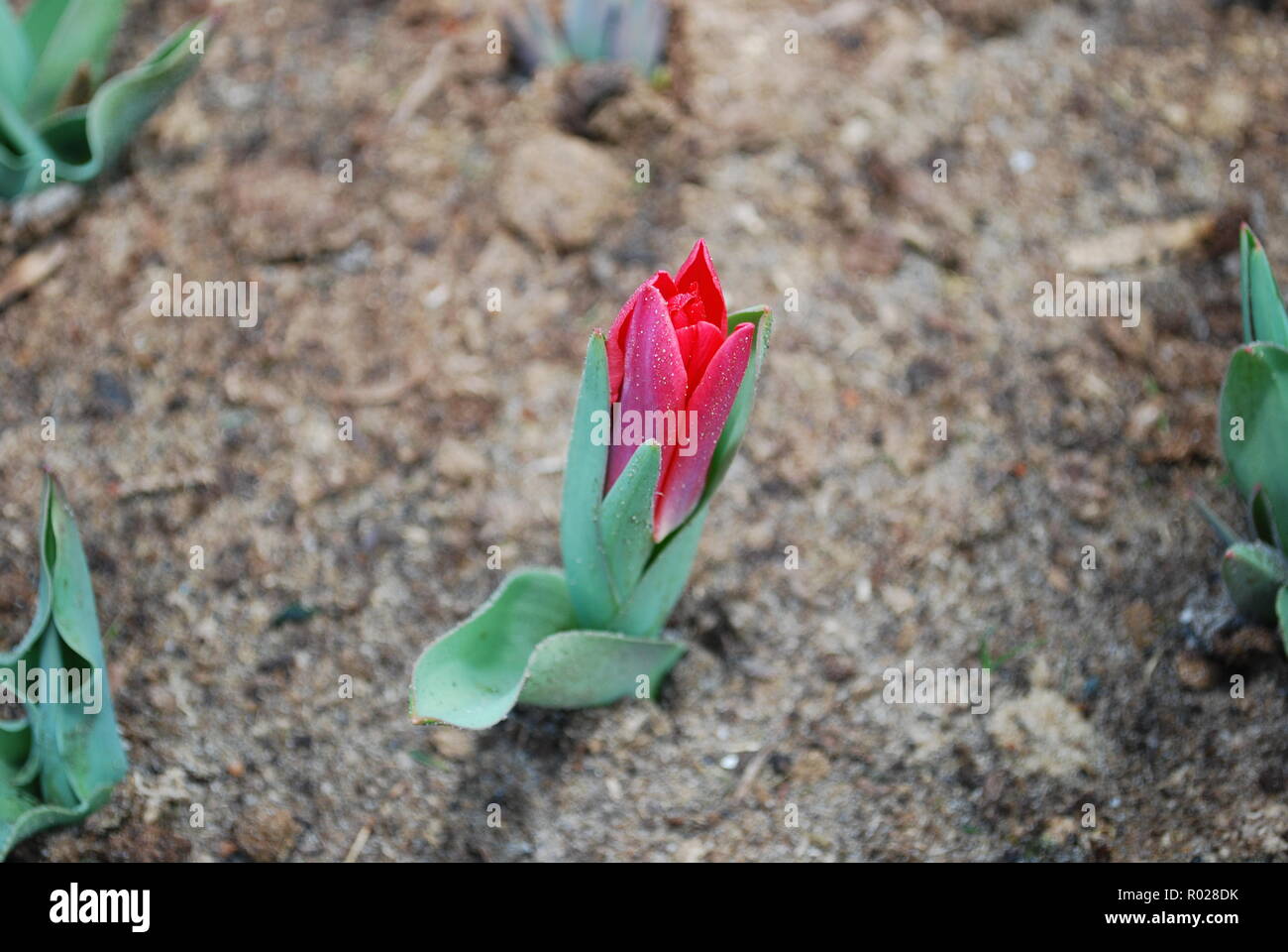 Tulipes Kaufmanniana Bébé écarlate poussent dans le parterre. Printemps en Pays-Bas. Banque D'Images