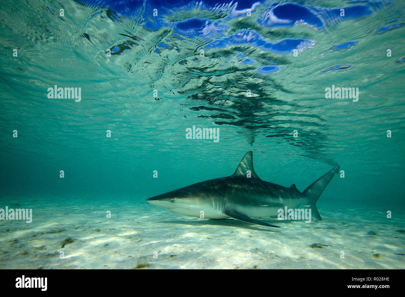 Blacktip shark, Carcharhinus limbatus, Bahamas, Océan Atlantique Banque D'Images