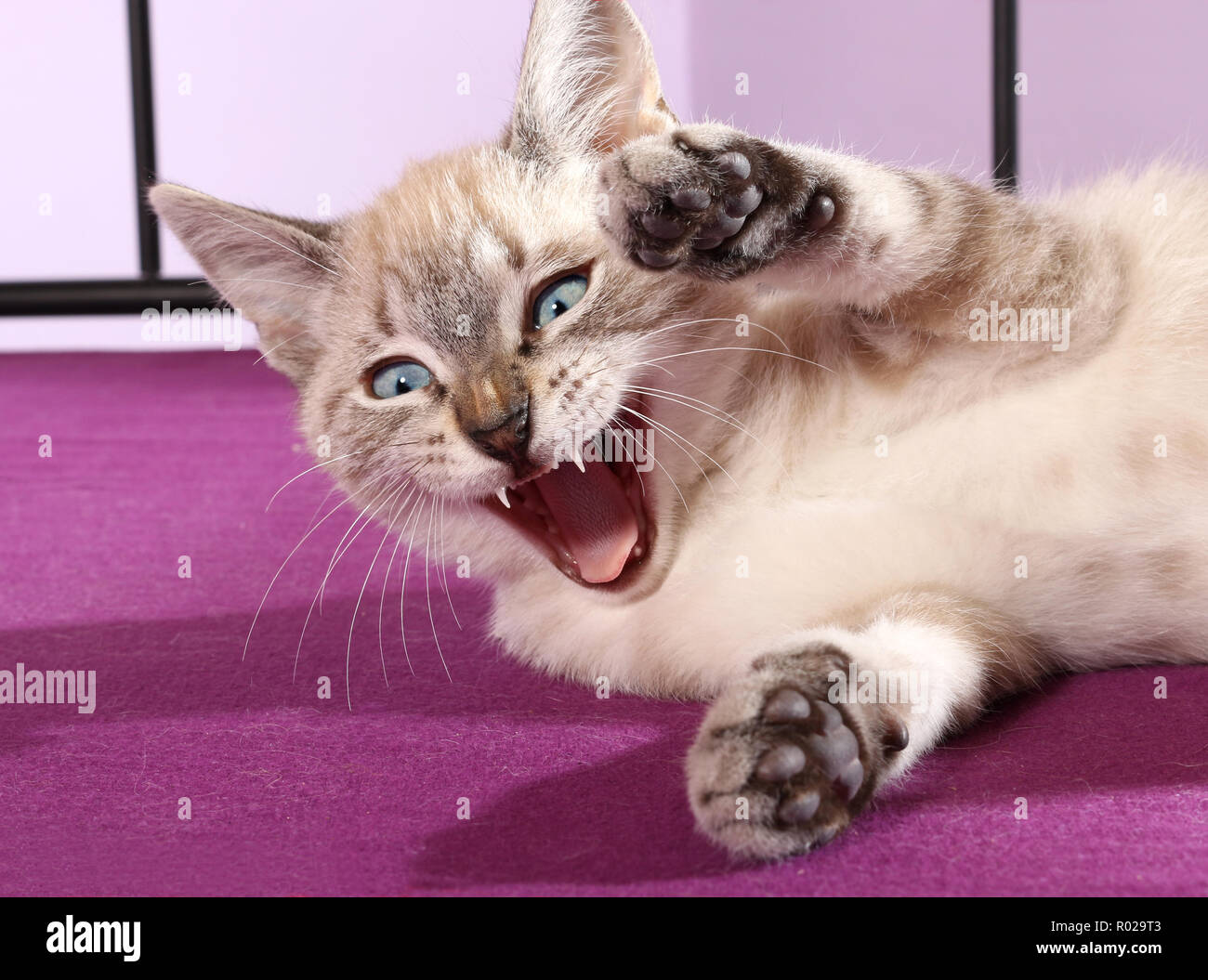 Chat domestique, 3 mois, seal tabby point, le bâillement Banque D'Images