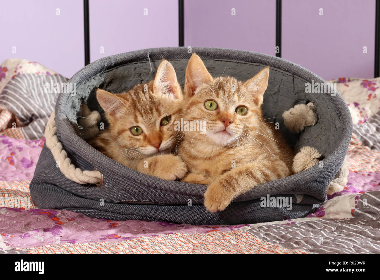 Deux chatons de gingembre, 2 mois, couché dans un panier Banque D'Images