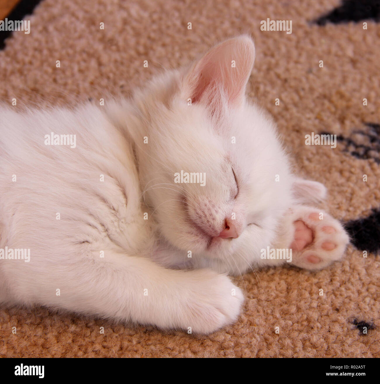 Chaton blanc, 5 semaines, dormir Banque D'Images