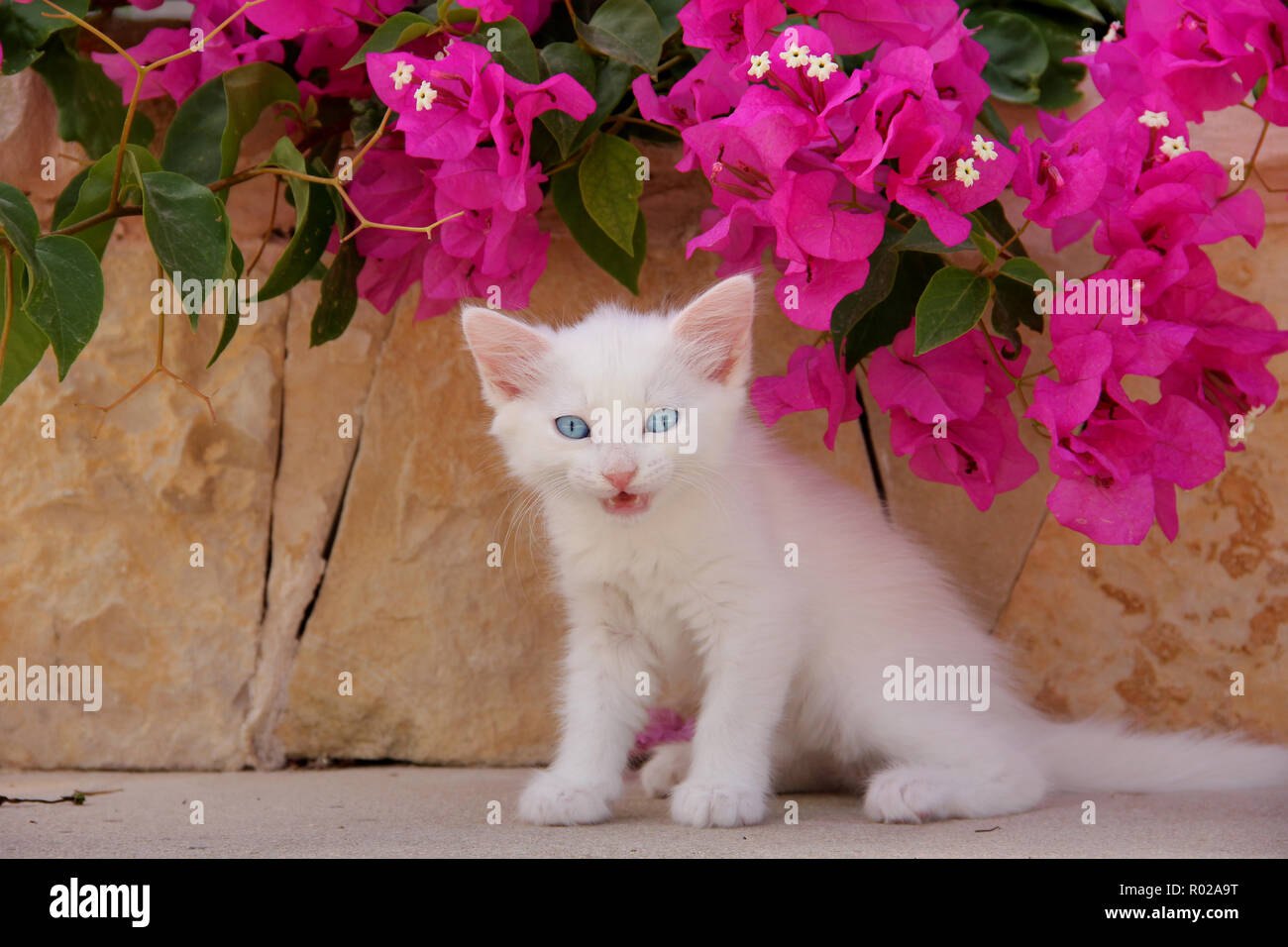 Chaton blanc, 6 semaines, meowing Banque D'Images