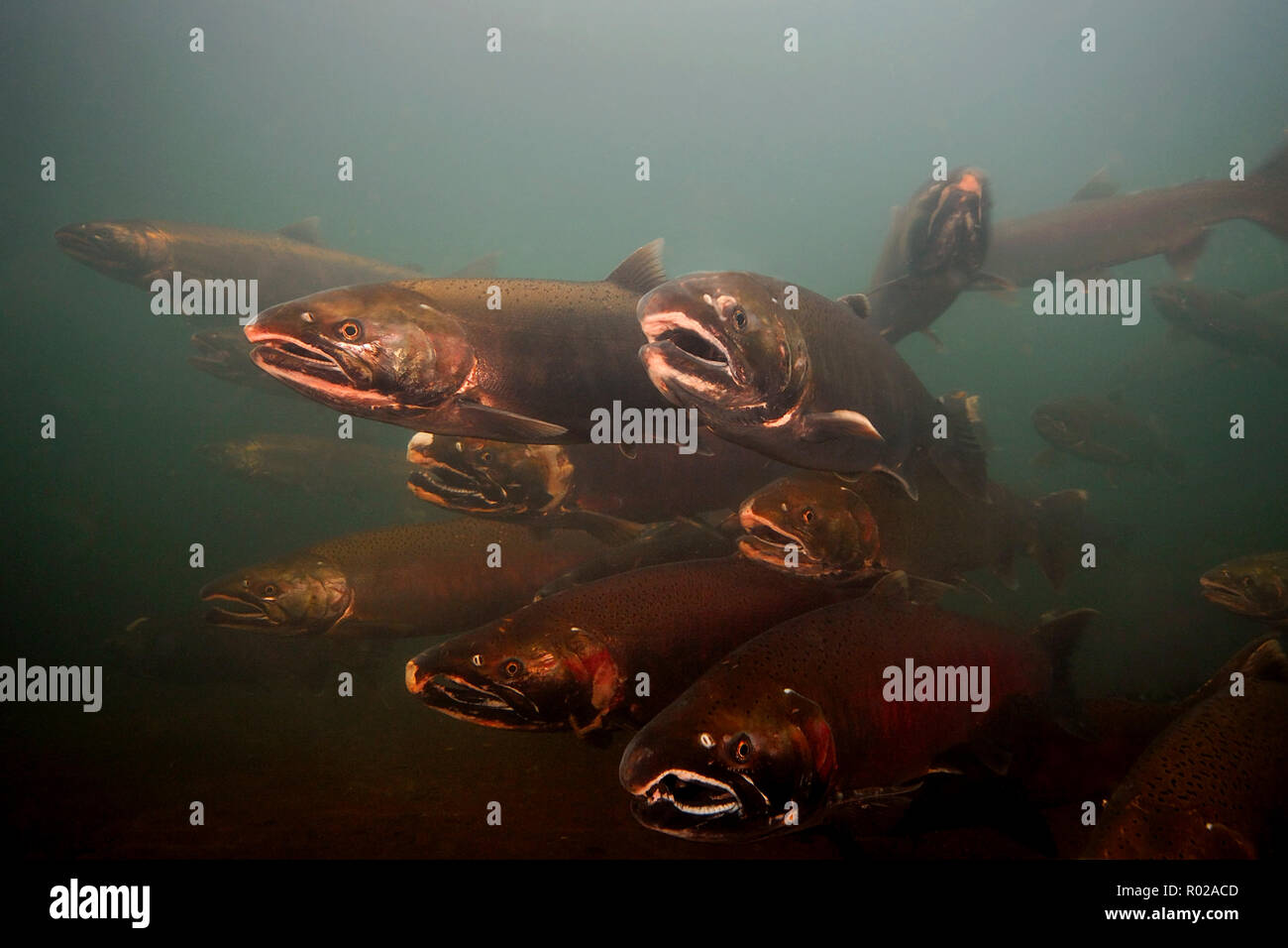 Ou argent coho, Oncorhynchus kisutch, Rogue River, Oregon Banque D'Images