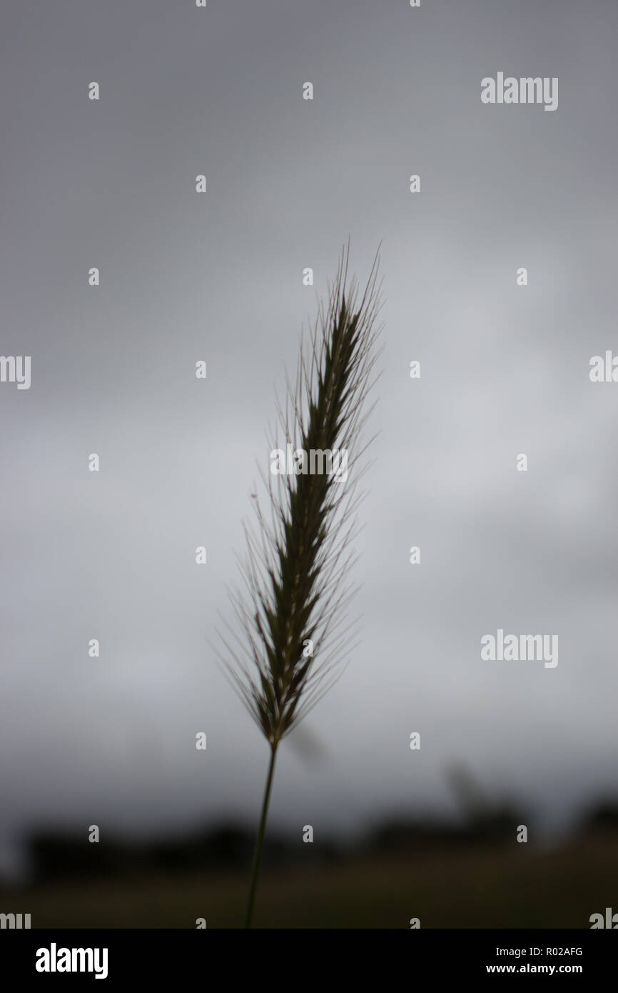 Silhouette d'herbe sauvage tête avec fond isolé gris Banque D'Images