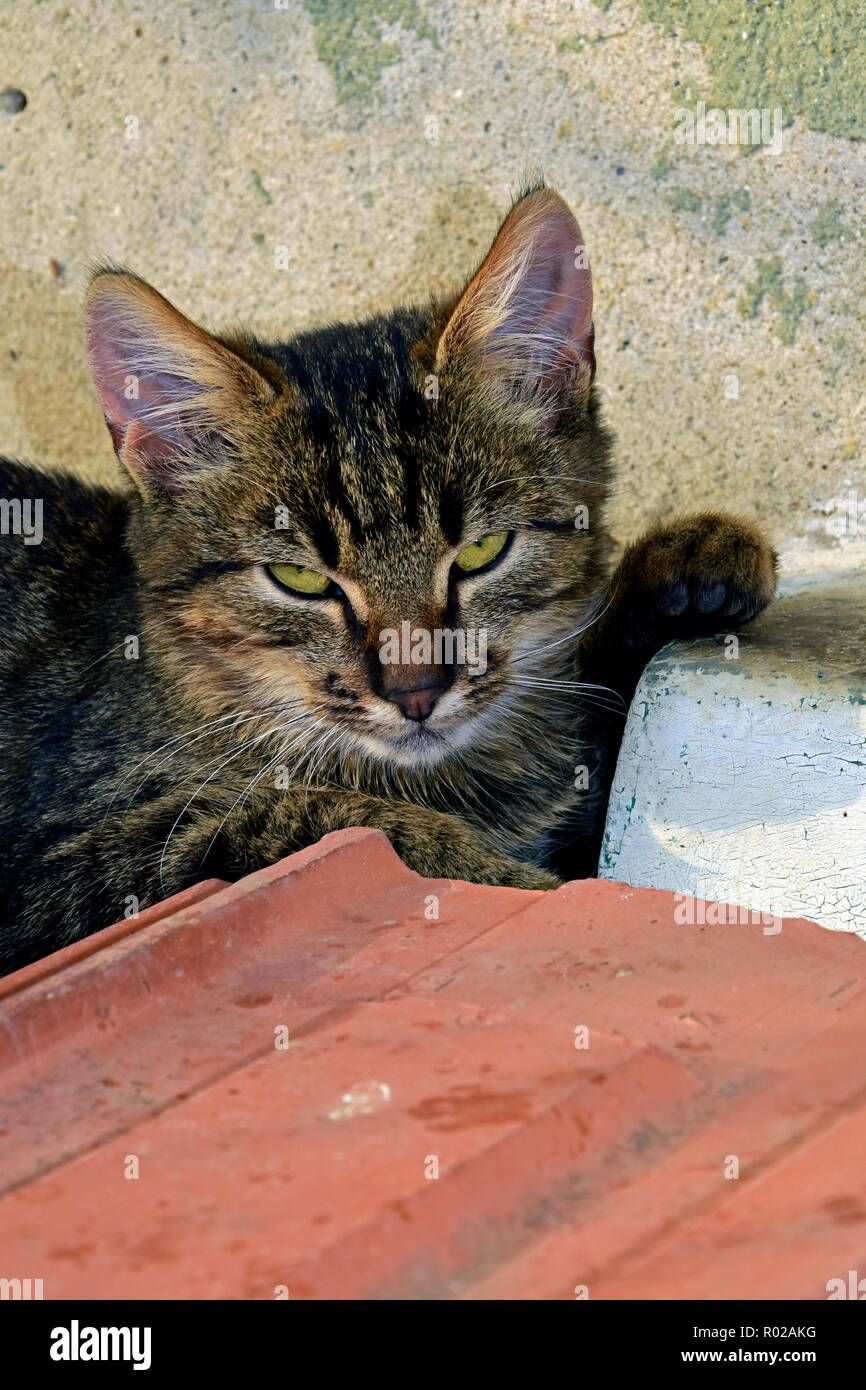 Portrait de chaton tigré gris foncé assise sur les carreaux en céramique avec sa patte conservés sur un bas de caisse Banque D'Images