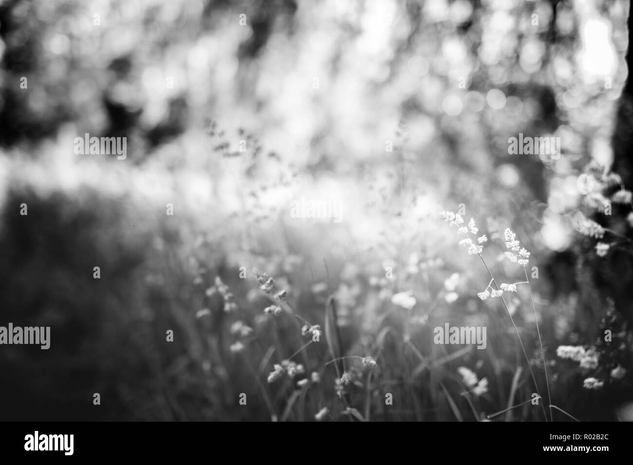 Résumé La nature de fond noir et blanc, gros plan de prairie et fleurs, l'arrière-plan flou floue. La fraîcheur et l'harmonie de la nature Banque D'Images