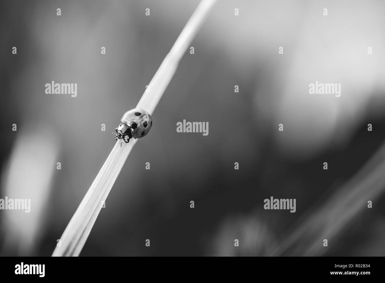 Résumé La nature de fond noir et blanc, gros plan de prairie et fleurs, l'arrière-plan flou floue. La fraîcheur et l'harmonie de la nature Banque D'Images