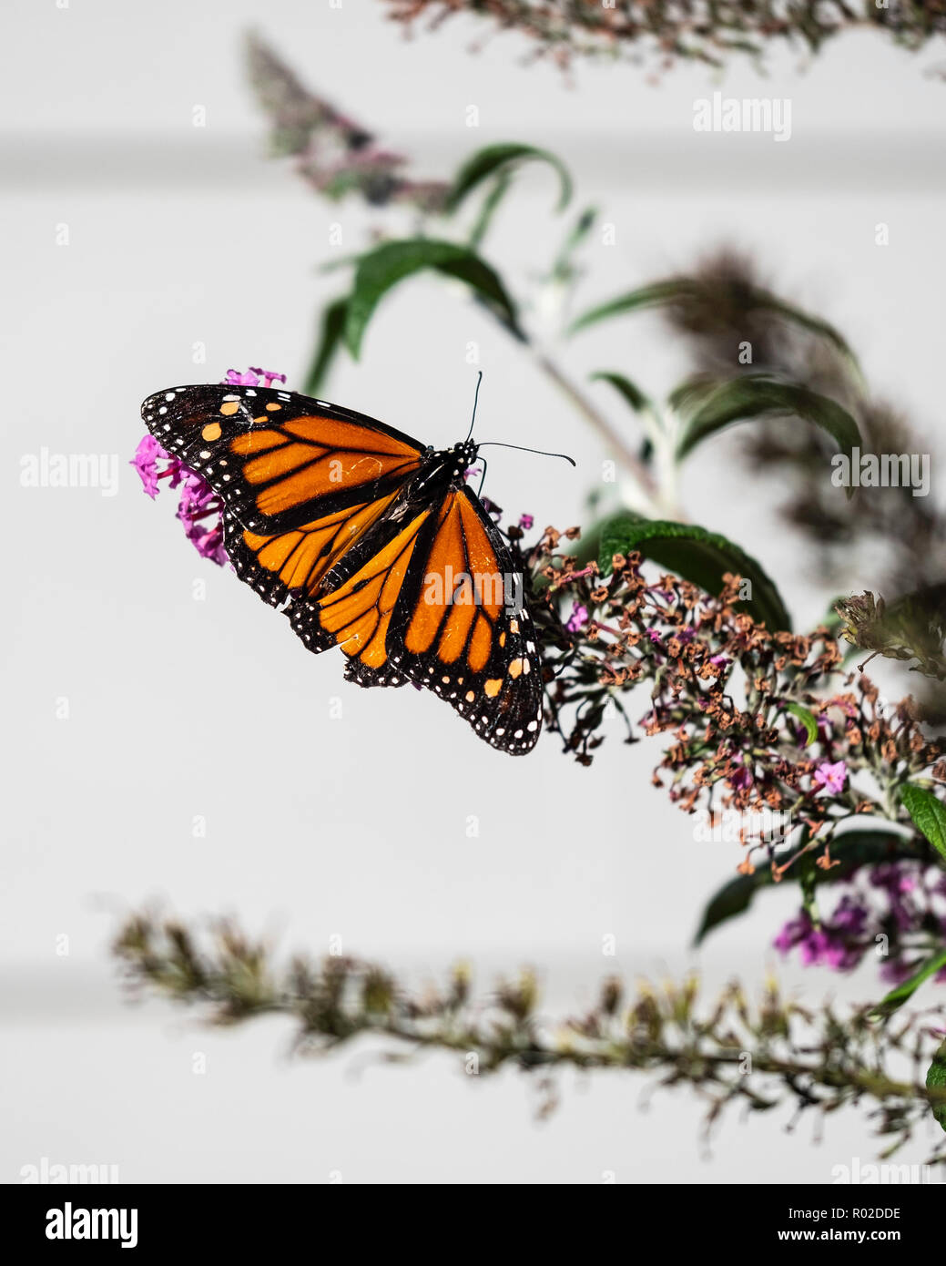 Papillon monarque mâle, Danaus plexippus, se nourrissant de Buddleja ou de Buddleie pendant la migration sud en octobre.Wichita, Kansas, États-Unis Banque D'Images