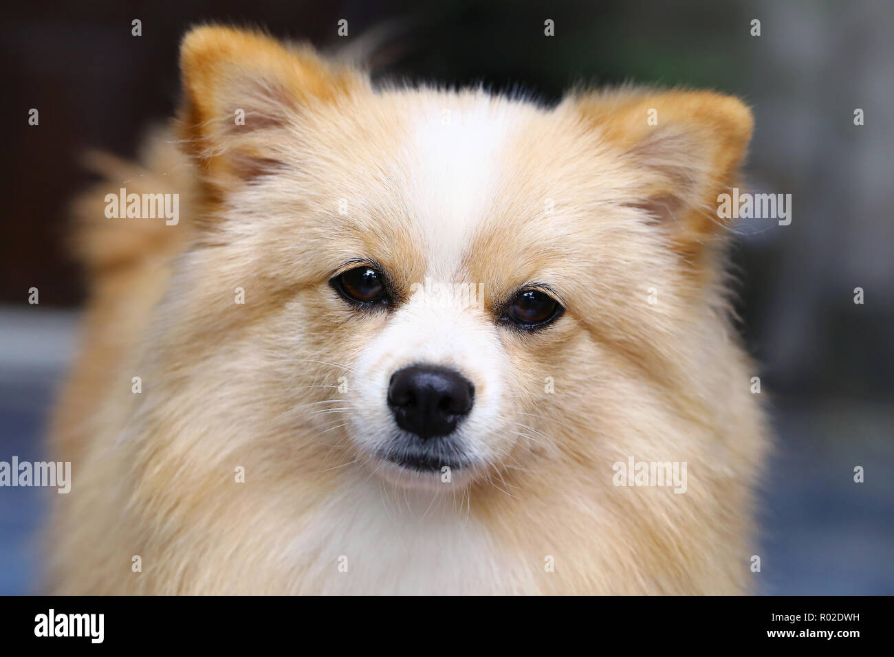 Chihuahua chien Pomeranian mix avec brown Sarawasi article à l'avant. Banque D'Images